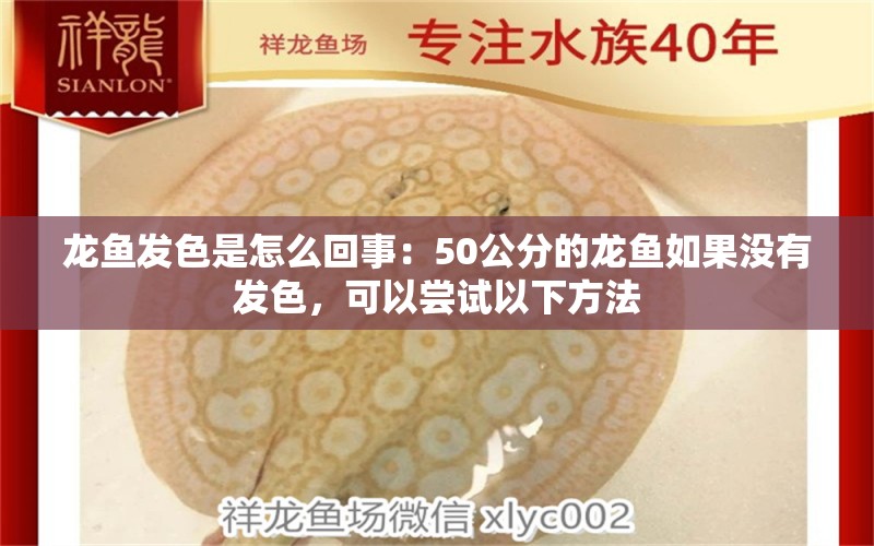 龙鱼发色是怎么回事：50公分的龙鱼如果没有发色，可以尝试以下方法