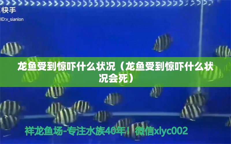 龙鱼受到惊吓什么状况（龙鱼受到惊吓什么状况会死）