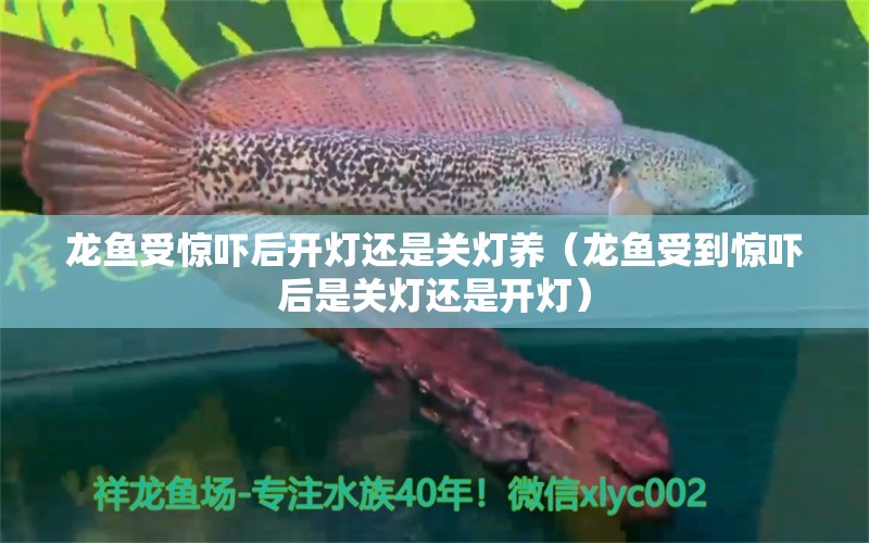 龙鱼受惊吓后开灯还是关灯养（龙鱼受到惊吓后是关灯还是开灯）