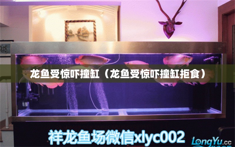 龙鱼受惊吓撞缸（龙鱼受惊吓撞缸拒食） 广州龙鱼批发市场