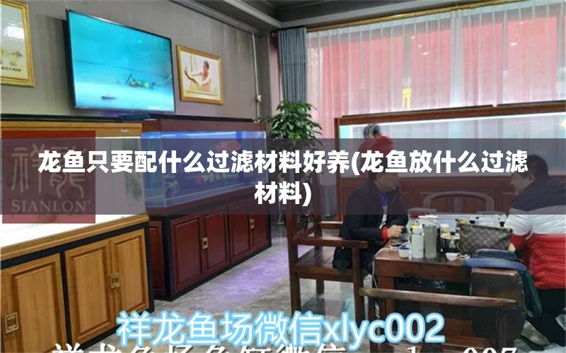 龙鱼只要配什么过滤材料好养(龙鱼放什么过滤材料)