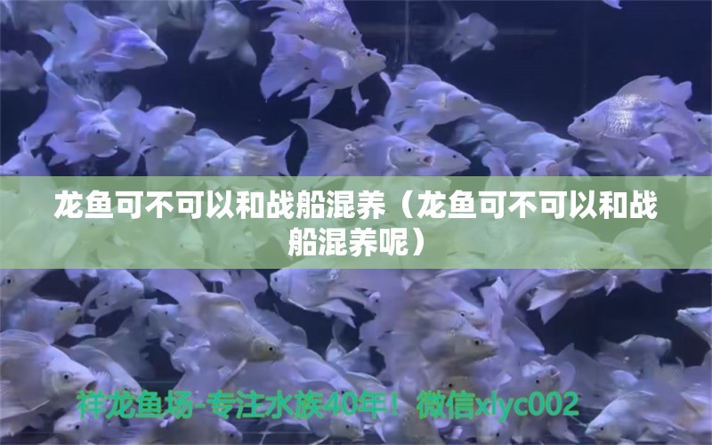 龙鱼可不可以和战船混养（龙鱼可不可以和战船混养呢） 广州龙鱼批发市场