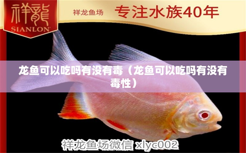 龙鱼可以吃吗有没有毒（龙鱼可以吃吗有没有毒性） 祥龙鱼场