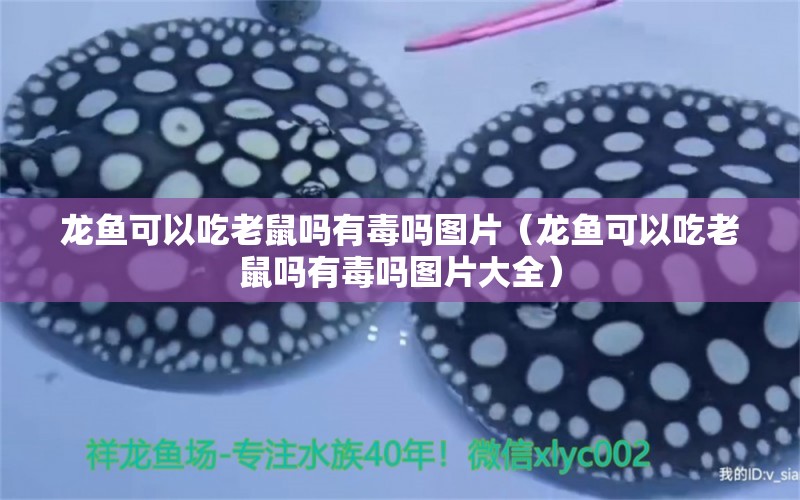 龙鱼可以吃老鼠吗有毒吗图片（龙鱼可以吃老鼠吗有毒吗图片大全） 广州龙鱼批发市场