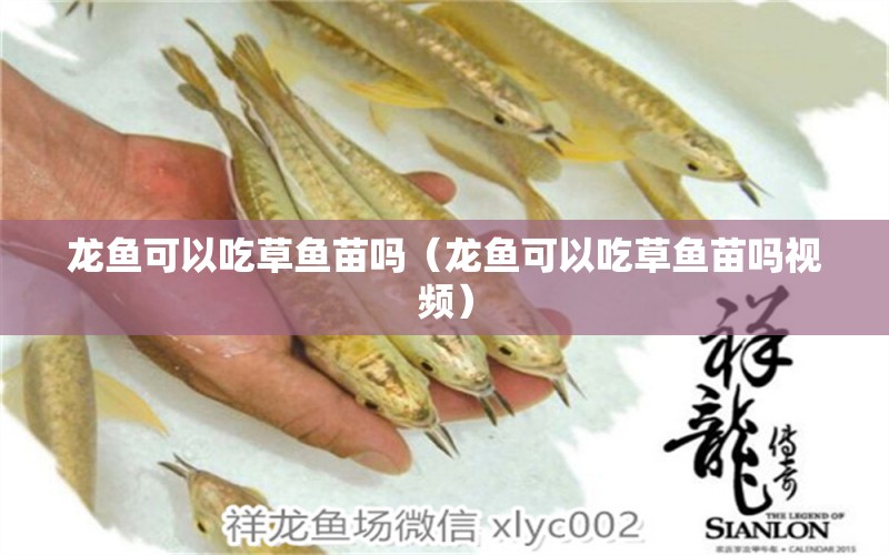 龙鱼可以吃草鱼苗吗（龙鱼可以吃草鱼苗吗视频） 广州龙鱼批发市场