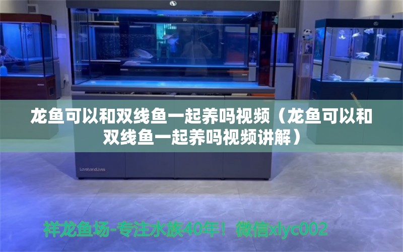 龙鱼可以和双线鱼一起养吗视频（龙鱼可以和双线鱼一起养吗视频讲解） 广州龙鱼批发市场