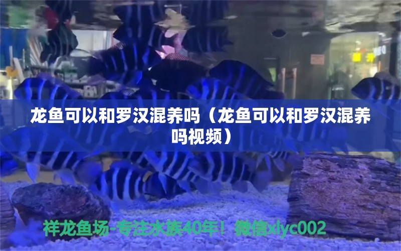 龙鱼可以和罗汉混养吗（龙鱼可以和罗汉混养吗视频）