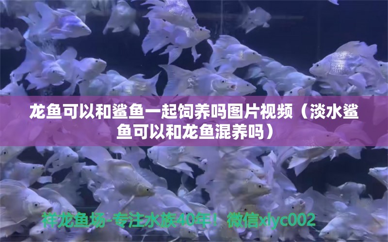 龙鱼可以和鲨鱼一起饲养吗图片视频（淡水鲨鱼可以和龙鱼混养吗） 观赏鱼