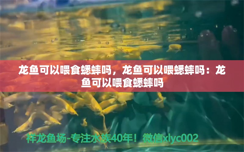 龙鱼可以喂食蟋蟀吗，龙鱼可以喂蟋蟀吗：龙鱼可以喂食蟋蟀吗