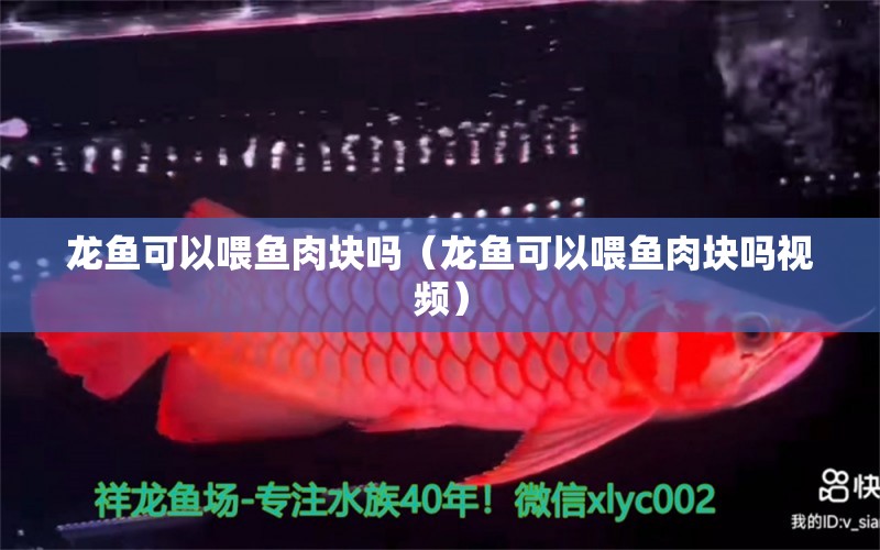 龙鱼可以喂鱼肉块吗（龙鱼可以喂鱼肉块吗视频） 广州龙鱼批发市场