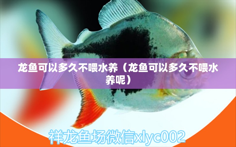 龙鱼可以多久不喂水养（龙鱼可以多久不喂水养呢） 广州龙鱼批发市场