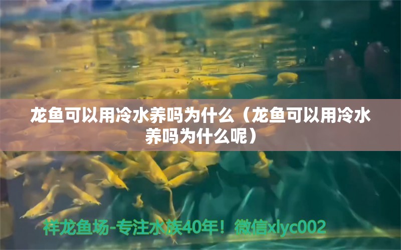 龙鱼可以用冷水养吗为什么（龙鱼可以用冷水养吗为什么呢） 稀有金龙鱼