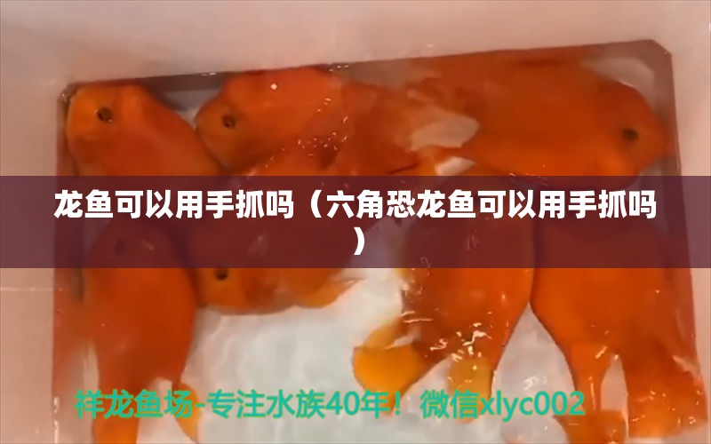 龙鱼可以用手抓吗（六角恐龙鱼可以用手抓吗）