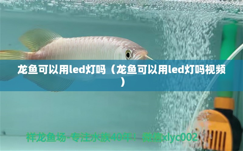 龙鱼可以用led灯吗（龙鱼可以用led灯吗视频） 广州龙鱼批发市场