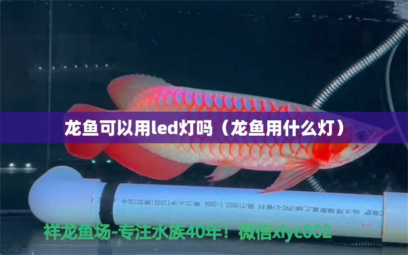 龙鱼可以用led灯吗（龙鱼用什么灯）