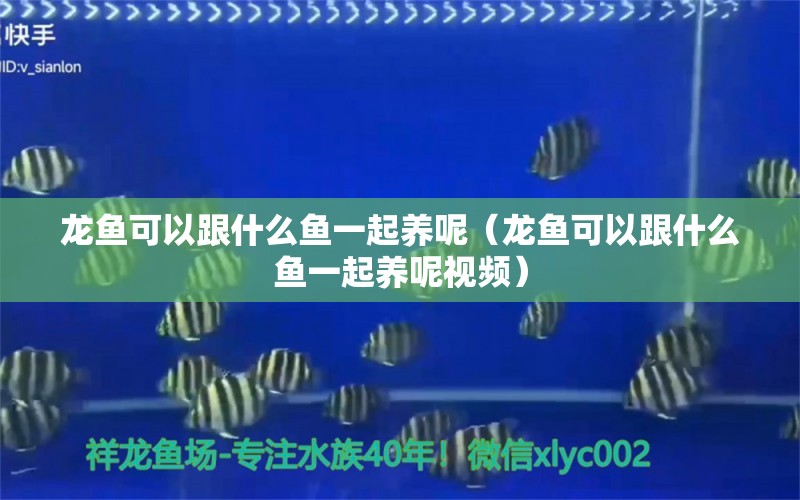 龙鱼可以跟什么鱼一起养呢（龙鱼可以跟什么鱼一起养呢视频） 广州龙鱼批发市场