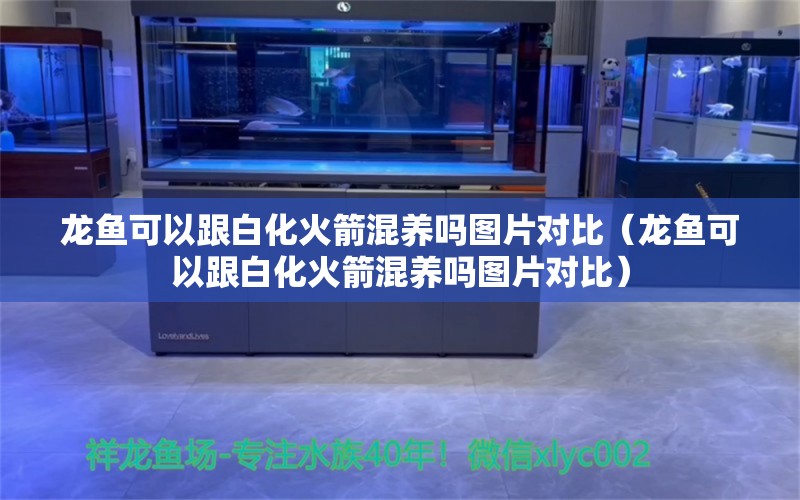 龙鱼可以跟白化火箭混养吗图片对比（龙鱼可以跟白化火箭混养吗图片对比） 白化火箭