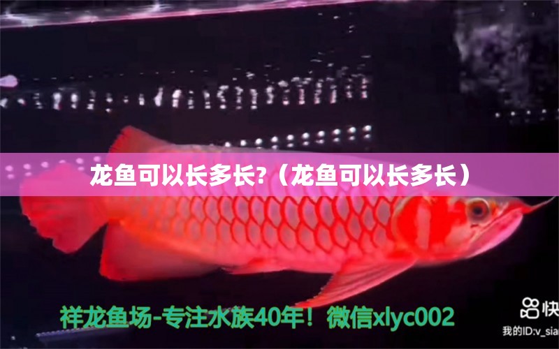 龙鱼可以长多长?（龙鱼可以长多长） 广州龙鱼批发市场