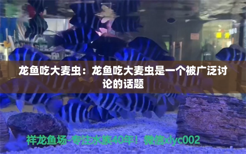 龙鱼吃大麦虫：龙鱼吃大麦虫是一个被广泛讨论的话题