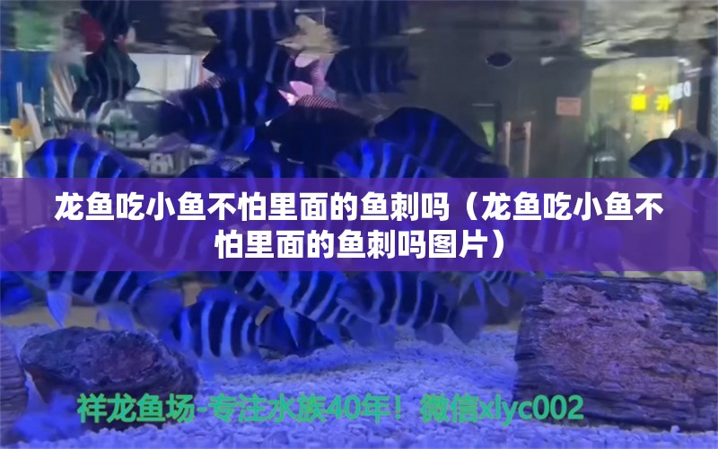 龙鱼吃小鱼不怕里面的鱼刺吗（龙鱼吃小鱼不怕里面的鱼刺吗图片）