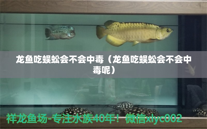 龙鱼吃蜈蚣会不会中毒（龙鱼吃蜈蚣会不会中毒呢） 量子养鱼技术