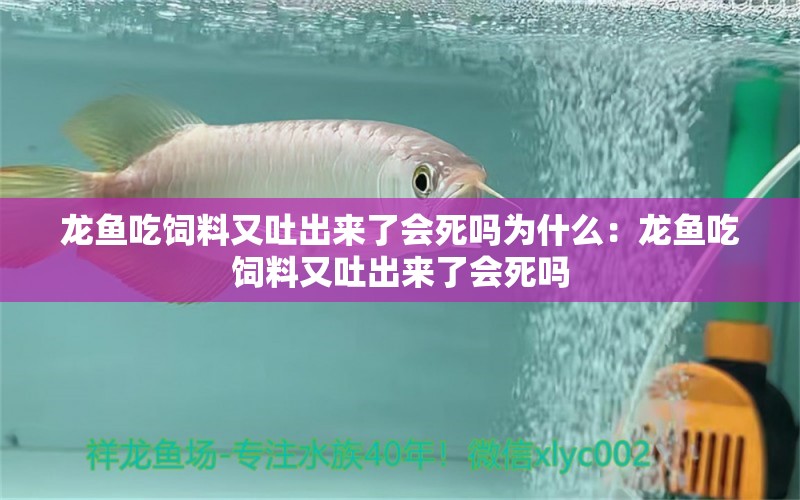 龙鱼吃饲料又吐出来了会死吗为什么：龙鱼吃饲料又吐出来了会死吗