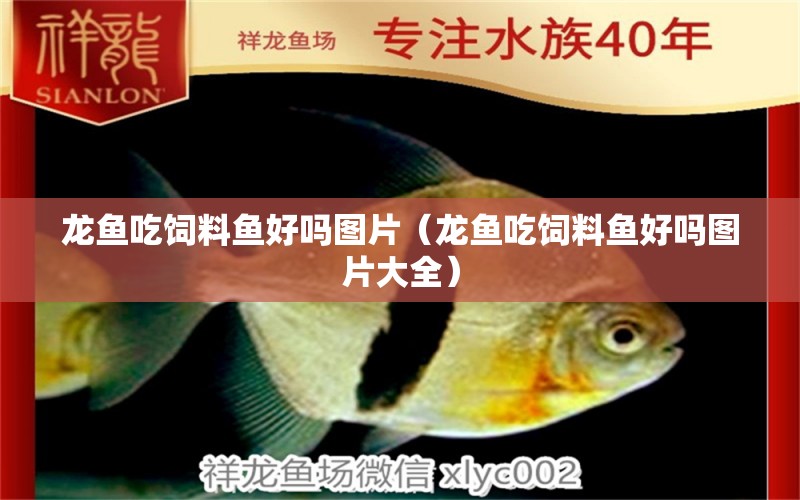 龙鱼吃饲料鱼好吗图片（龙鱼吃饲料鱼好吗图片大全） 祥龙水族医院