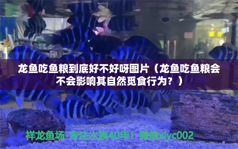 龙鱼吃鱼粮到底好不好呀图片（龙鱼吃鱼粮会不会影响其自然觅食行为？）