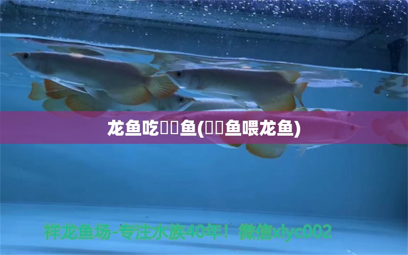 龙鱼吃鳑鲏鱼(鳑鲏鱼喂龙鱼) 鱼缸/水族箱