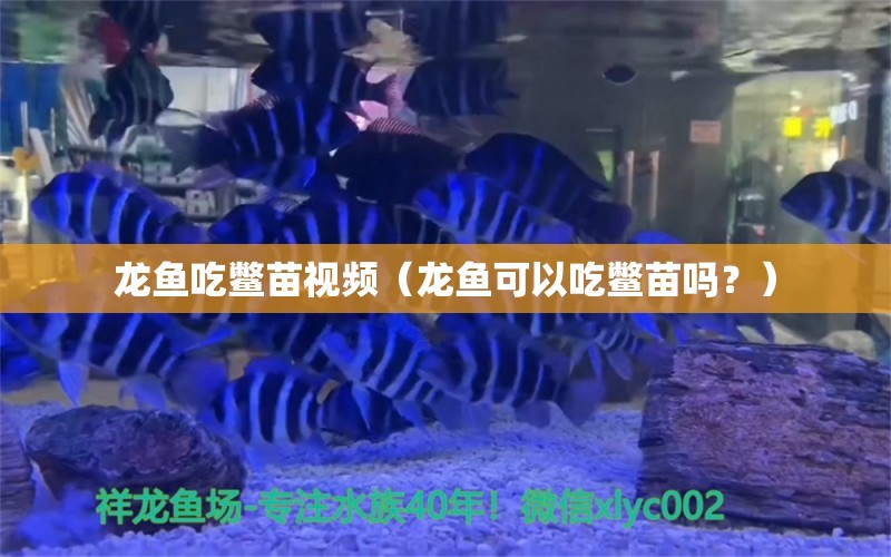 龙鱼吃鳖苗视频（龙鱼可以吃鳖苗吗？）