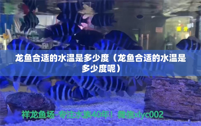 龙鱼合适的水温是多少度（龙鱼合适的水温是多少度呢）