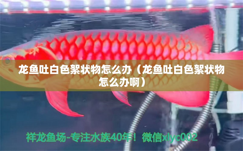 龙鱼吐白色絮状物怎么办（龙鱼吐白色絮状物怎么办啊） 广州龙鱼批发市场