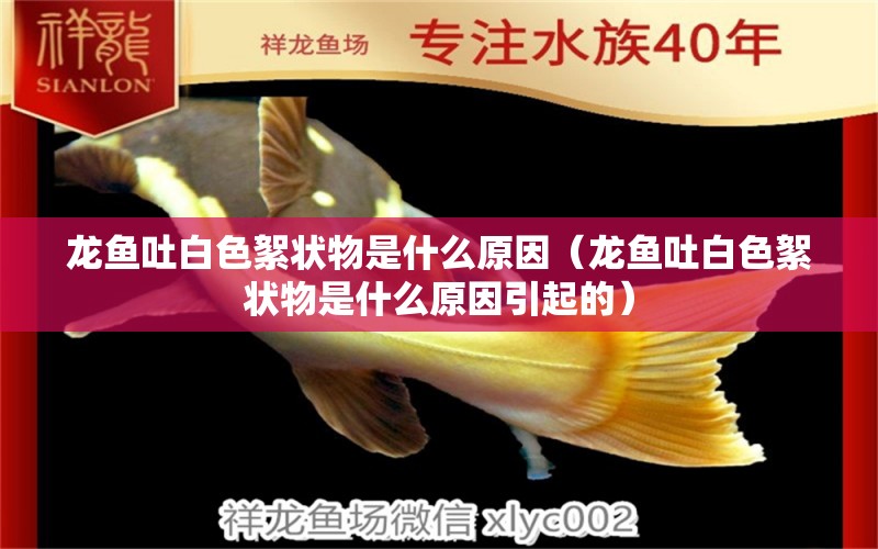 龙鱼吐白色絮状物是什么原因（龙鱼吐白色絮状物是什么原因引起的） 广州龙鱼批发市场