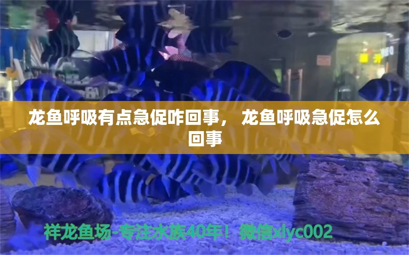 龙鱼呼吸有点急促咋回事， 龙鱼呼吸急促怎么回事 哥伦比亚巨暴鱼苗