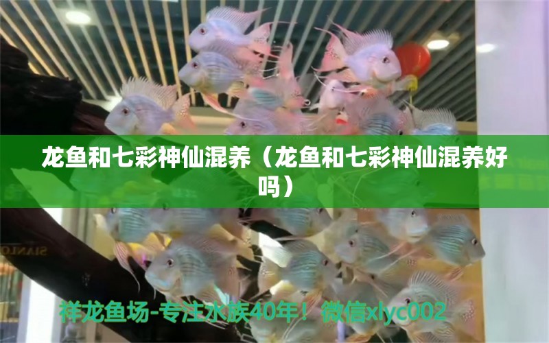 龙鱼和七彩神仙混养（龙鱼和七彩神仙混养好吗） 七彩神仙鱼