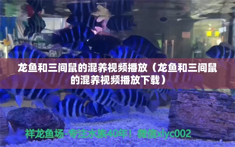 龙鱼和三间鼠的混养视频播放（龙鱼和三间鼠的混养视频播放下载） 广州龙鱼批发市场