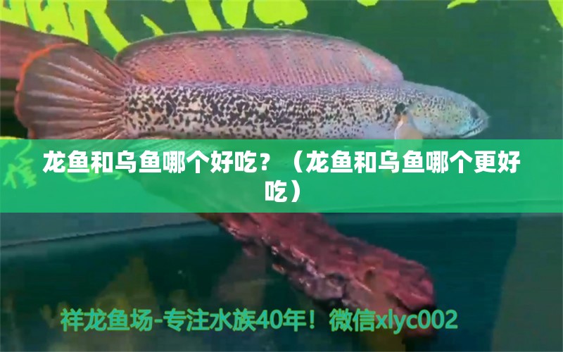 龙鱼和乌鱼哪个好吃？（龙鱼和乌鱼哪个更好吃）