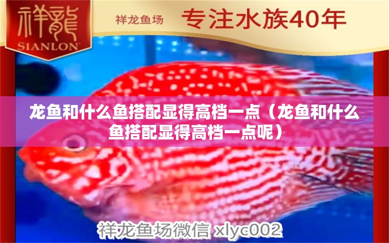龙鱼和什么鱼搭配显得高档一点（龙鱼和什么鱼搭配显得高档一点呢） 广州龙鱼批发市场