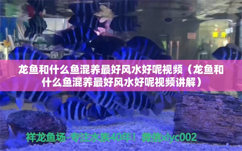 龙鱼和什么鱼混养最好风水好呢视频（龙鱼和什么鱼混养最好风水好呢视频讲解） 鱼缸风水