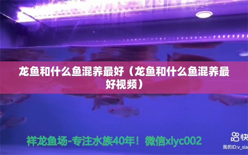 龙鱼和什么鱼混养最好（龙鱼和什么鱼混养最好视频） 广州龙鱼批发市场