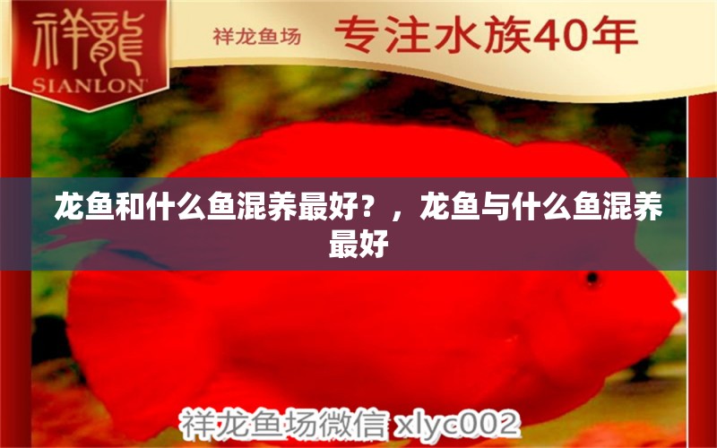 龙鱼和什么鱼混养最好？，龙鱼与什么鱼混养最好 养鱼知识 第1张