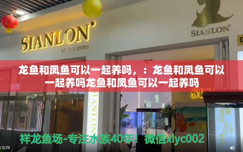 龙鱼和凤鱼可以一起养吗，：龙鱼和凤鱼可以一起养吗龙鱼和凤鱼可以一起养吗