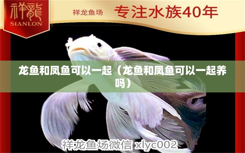 龙鱼和凤鱼可以一起（龙鱼和凤鱼可以一起养吗） 广州龙鱼批发市场