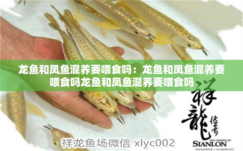 龙鱼和凤鱼混养要喂食吗：龙鱼和凤鱼混养要喂食吗龙鱼和凤鱼混养要喂食吗