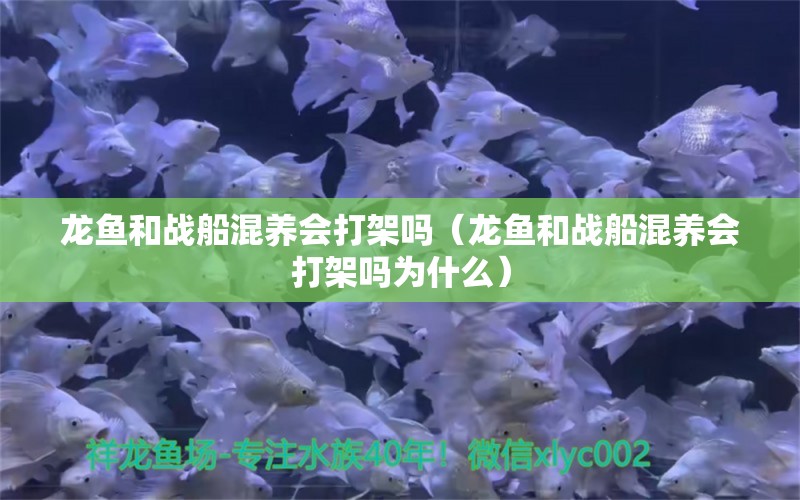 龙鱼和战船混养会打架吗（龙鱼和战船混养会打架吗为什么） 广州龙鱼批发市场