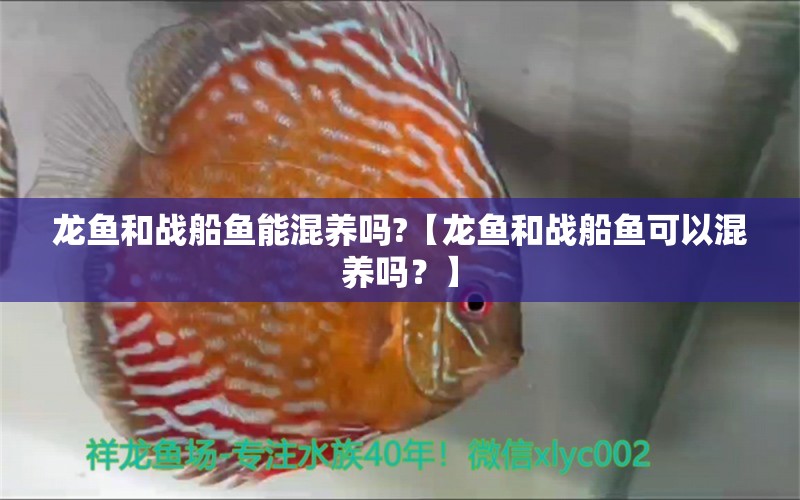 龙鱼和战船鱼能混养吗?【龙鱼和战船鱼可以混养吗？】