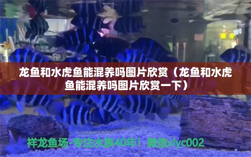 龙鱼和水虎鱼能混养吗图片欣赏（龙鱼和水虎鱼能混养吗图片欣赏一下）