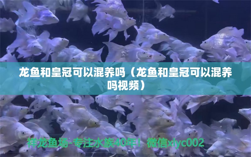 龙鱼和皇冠可以混养吗（龙鱼和皇冠可以混养吗视频） 广州龙鱼批发市场