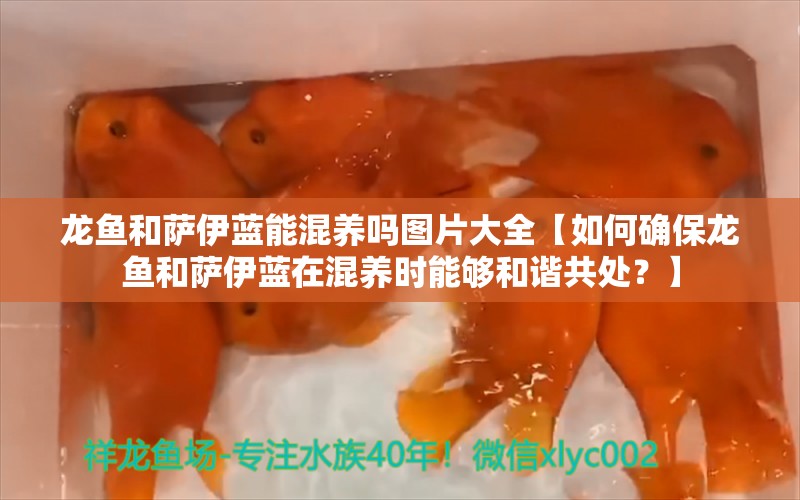 龙鱼和萨伊蓝能混养吗图片大全【如何确保龙鱼和萨伊蓝在混养时能够和谐共处？】 水族问答 第1张