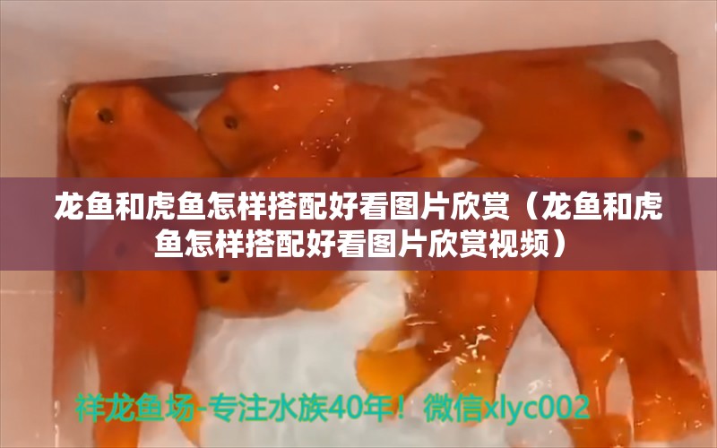 龙鱼和虎鱼怎样搭配好看图片欣赏（龙鱼和虎鱼怎样搭配好看图片欣赏视频）